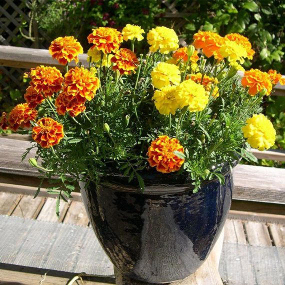 Бархатцы в большом горшке на балконе – простые яркие цветы для начинающих